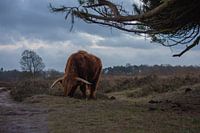 Schotse hooglander