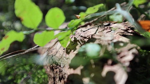 Takjes met bladeren over omgevallen boom