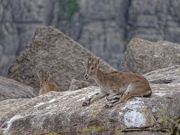 Rustende wilde Ibex (steenbok) in Andalusië - Torcal de Antequera