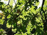 Feuille de chêne et lumière du soleil