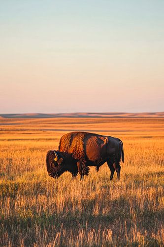Bizons op de prairie