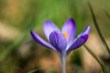 Tulipe violette sur Bianca Boogerd