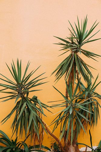 Karibische Orangenwand mit typischer Pflanze