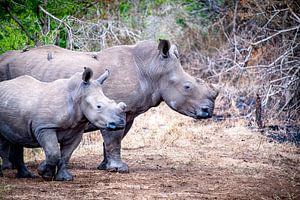 Moeder en kind neushoorn van Ineke Huizing