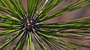 Shoot of a Canary Island pine, Gran Canaria by Timon Schneider