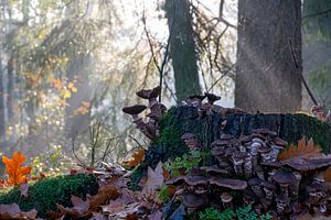 Paddenstoelen in de zonnige herfst, mistige ochtend  - Honingzwam op boomstronk in bos en gouden bla sur John Ozguc