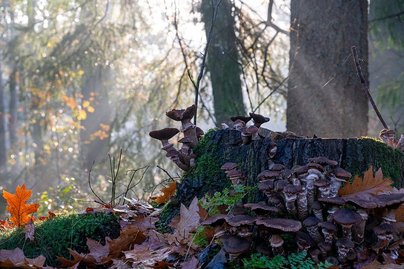 Paddenstoelen in de zonnige herfst, mistige ochtend  - Honingzwam op boomstronk in bos en gouden bla van John Ozguc