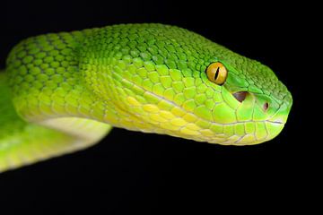 Witlipbamboeadder (Trimeresurus albolabris) van Ronald Pol