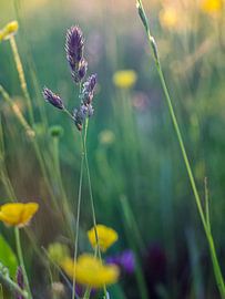 Wildblumenpracht von Mr White Takes Pictures