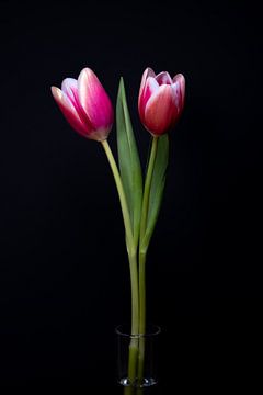 Stillevens in licht deel 5 – Tweeling tulp gevangen in gouden glorie