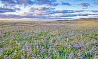 Everlasting lavender on Texel / Statice on Texel