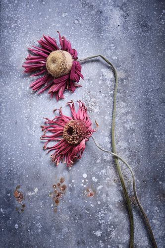 Dried gerberas on a zinc base.