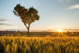 Korfeld sur Sergej Nickel