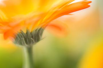 Gerbera von Janny Kleijn