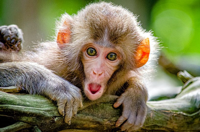 Singe curieux par Truckpowerr