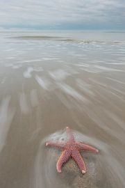 Starfish by Stijn Smits