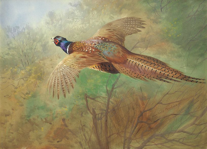 Pheasant in flight, Archibald Thorburn by Meesterlijcke Meesters