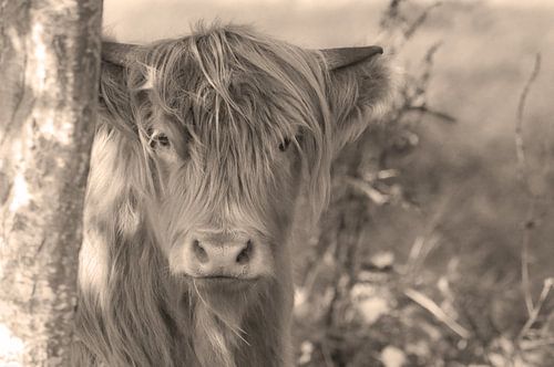 Highlander Sepia écossais