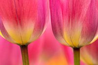 Tulip macro