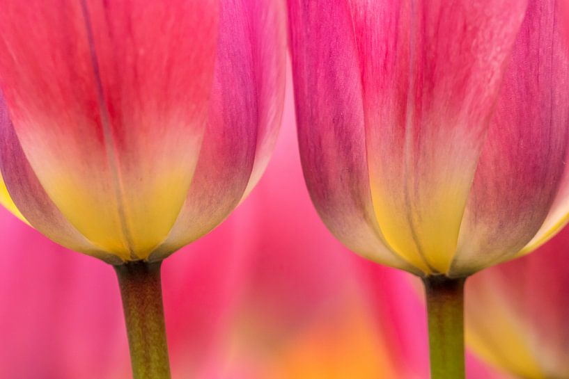 Tulpe Makro von Marco Liberto