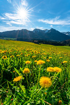 Löwenzahn über den Oberallgäuer Alpen