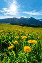 Paardebloem boven de Ober Allgäuer Alpen van Leo Schindzielorz thumbnail