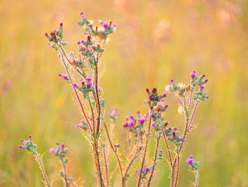 Kale jonker (Cirsium palustre) Nederland van Marcel Kerdijk