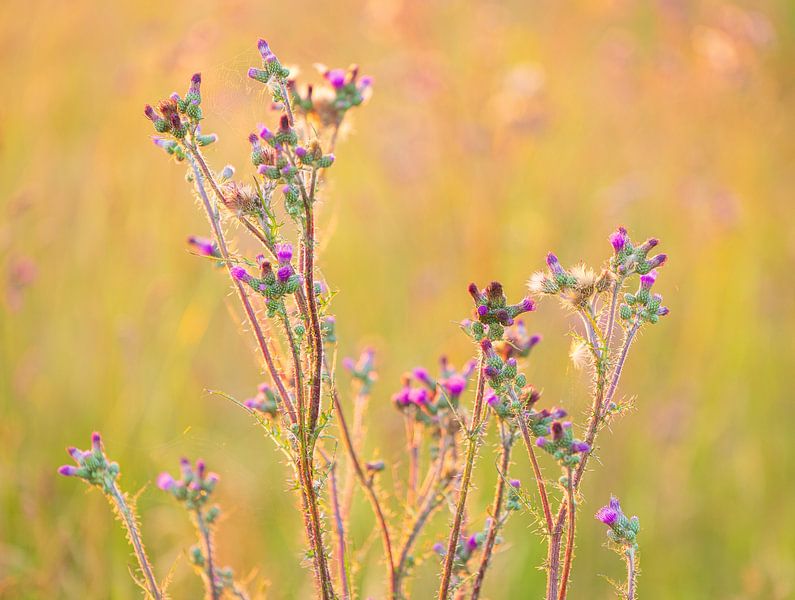 Barren damson (Cirsium palustre) Netherlands by Marcel Kerdijk