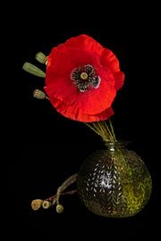 Velvet Ember sur Cindy Coenen Fine Art
