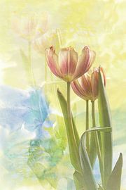 Das sanfte Licht der Tulpen von Dori Heijmans