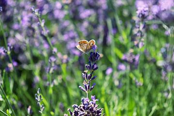 Common blue butterfly female by Carlijn Vos