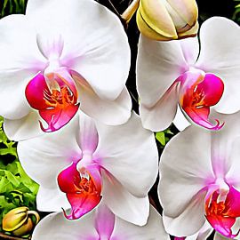 White Orchid Pattern 3 by Dorothy Berry-Lound