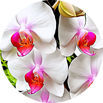 Wit Orchidee Patroon 3 van Dorothy Berry-Lound