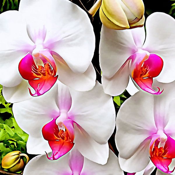 Motif Orchidée Blanche 3 par Dorothy Berry-Lound