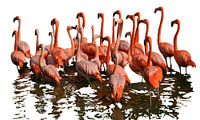 Flamingo's van Jessica Berendsen thumbnail