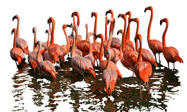 Flamant