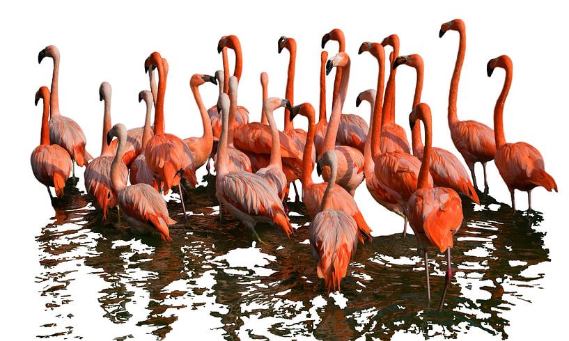 Flamingo's van Jessica Berendsen