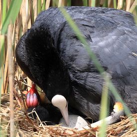 Meerkoet by Rinnie Wijnstra (FotoAmeland )