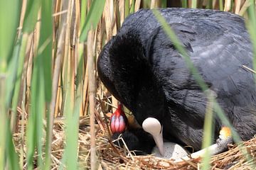 Meerkoet sur Rinnie Wijnstra (FotoAmeland )