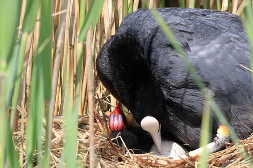 Meerkoet von Rinnie Wijnstra (FotoAmeland )