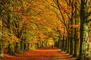 Buchenallee in Herbstfarben