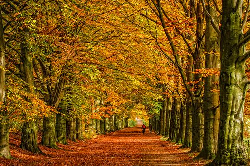Beukenlaan in Herfstkleuren