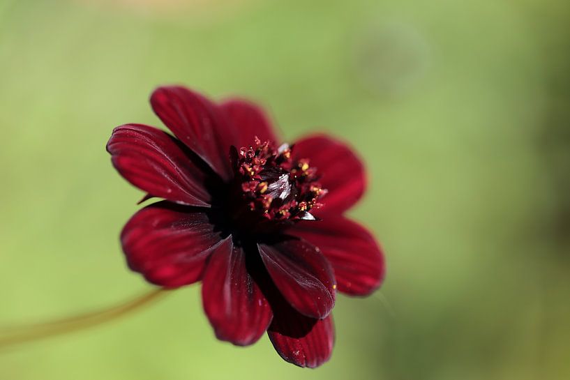 Close-up van Chocolate Cosmos par Carin van der Aa