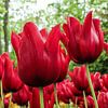 Rode tulpen van .  cathenco