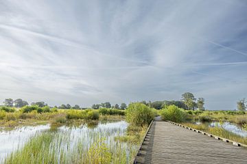Across the water - Boardwalk on the Gorselsse Heide - Gelderland, Netherlands by Wandeldingen
