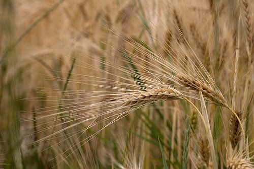 closeup van een gerst halm in een akkerveld