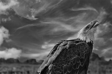 The Bald eagle van fotograafhollandslicht