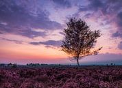 Purple heather  van Roelie Steinmann thumbnail