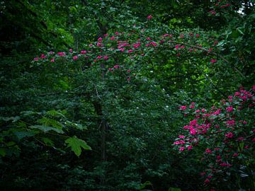 pourpre sur snippephotography