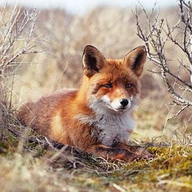 fox by Jannes Boonstra